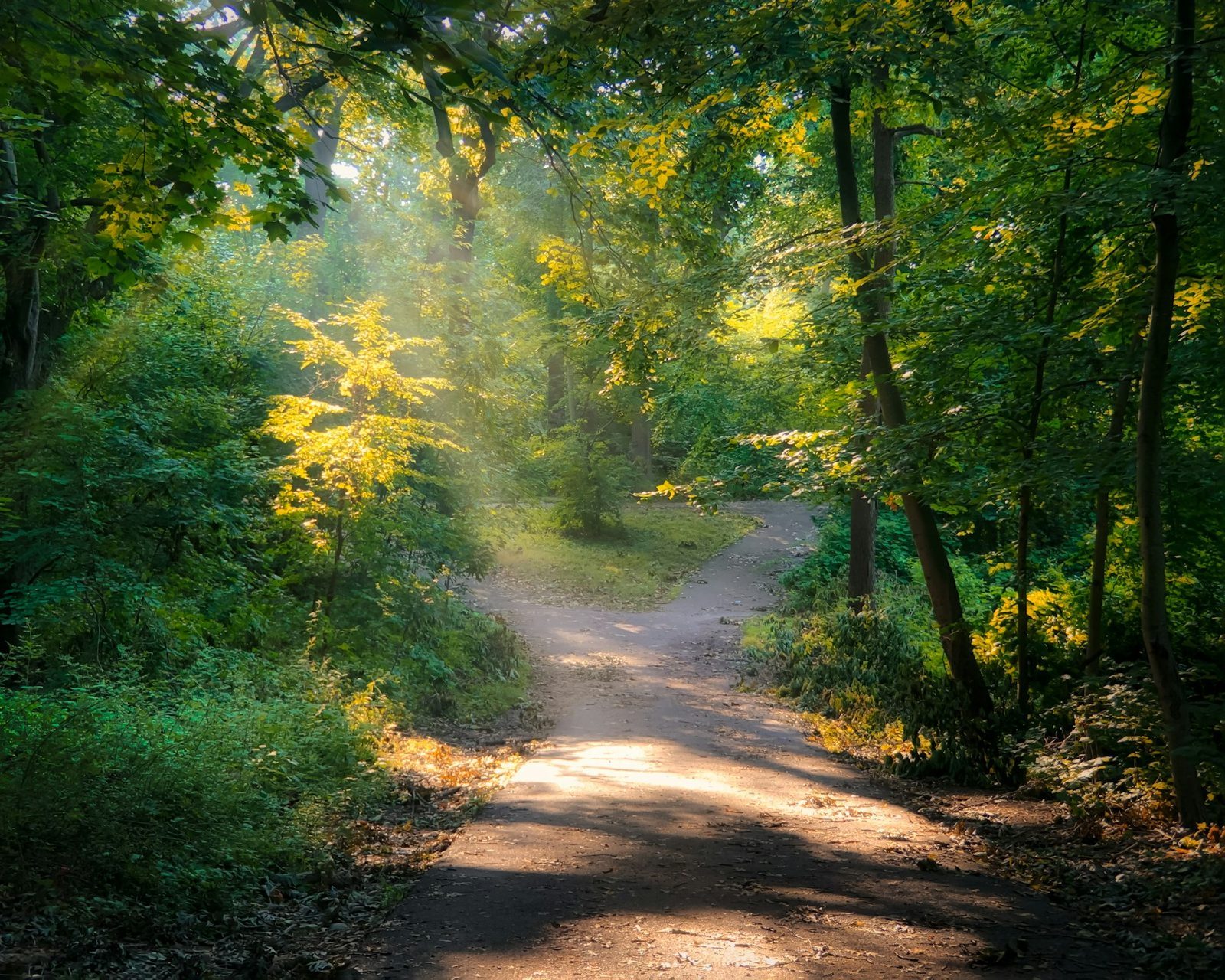 Moderne Website für ein Bestattungshaus, Beispielansicht: Waldweg im Sommer, Sonnenlicht fällt zwischen Laubbäumen auf den Weg