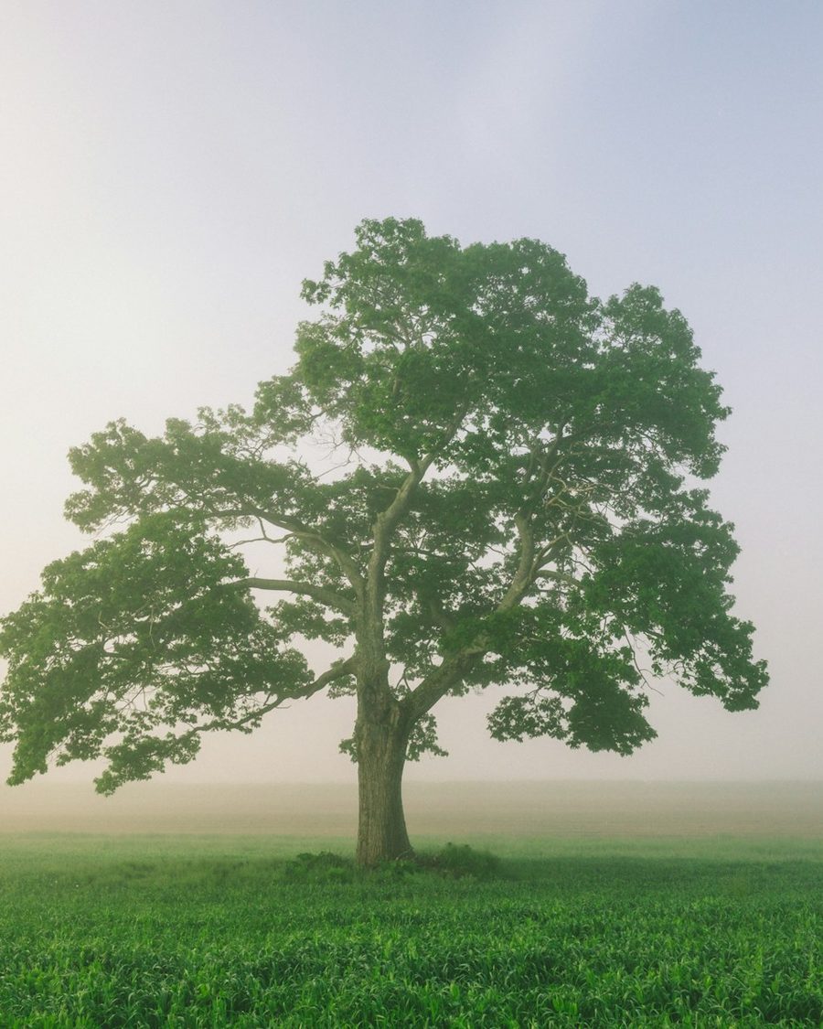 Einzelner Laubbaum auf einer grünen Wiese im Morgennebel