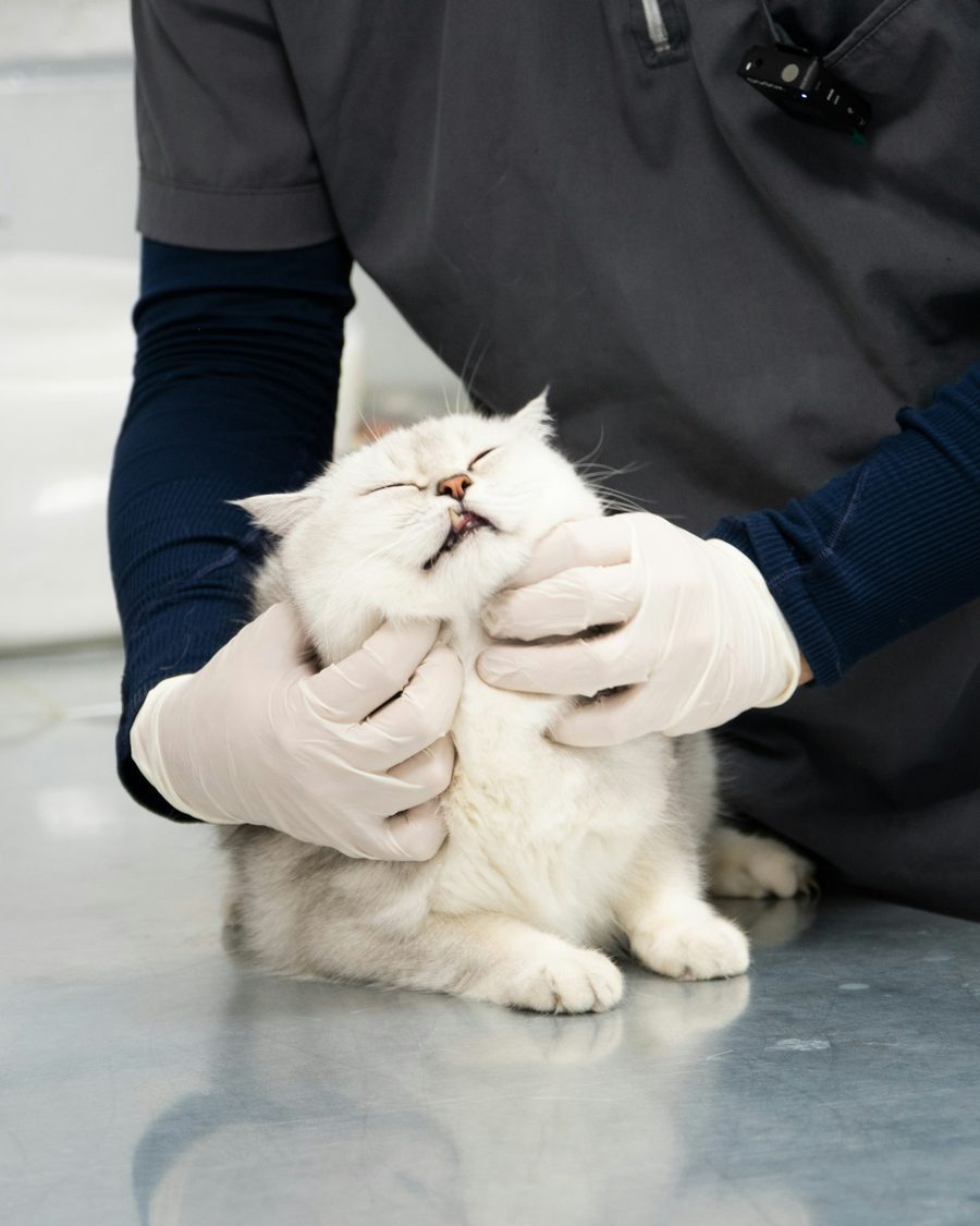 Weiße Langhaarkatze sitzt auf einem Behandlungstisch aus Edelstahl, zwei Hände in Einmalhandschuhen halten sanft ihren Kopf
