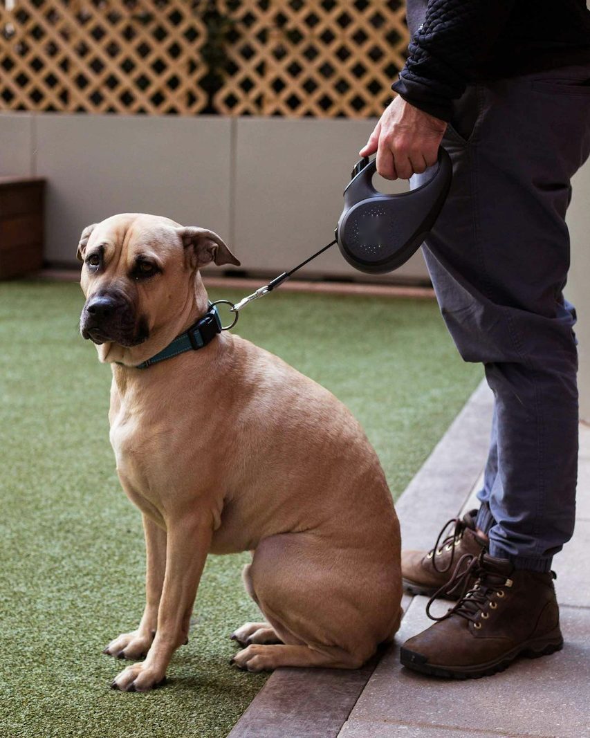 Hellbrauner Hund mit grünem Halsband sitzt an der Leine neben seinem Halter und wartet
